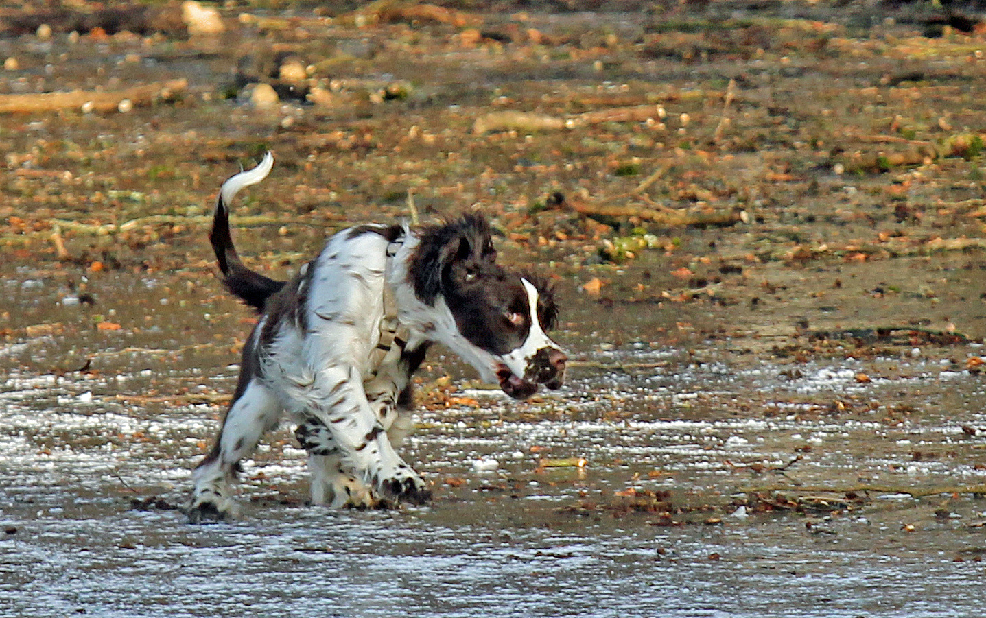Hund auf Eis Foto & Bild winter, hunde, hund Bilder auf