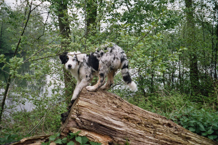 Hund auf Enddeckungstuhr