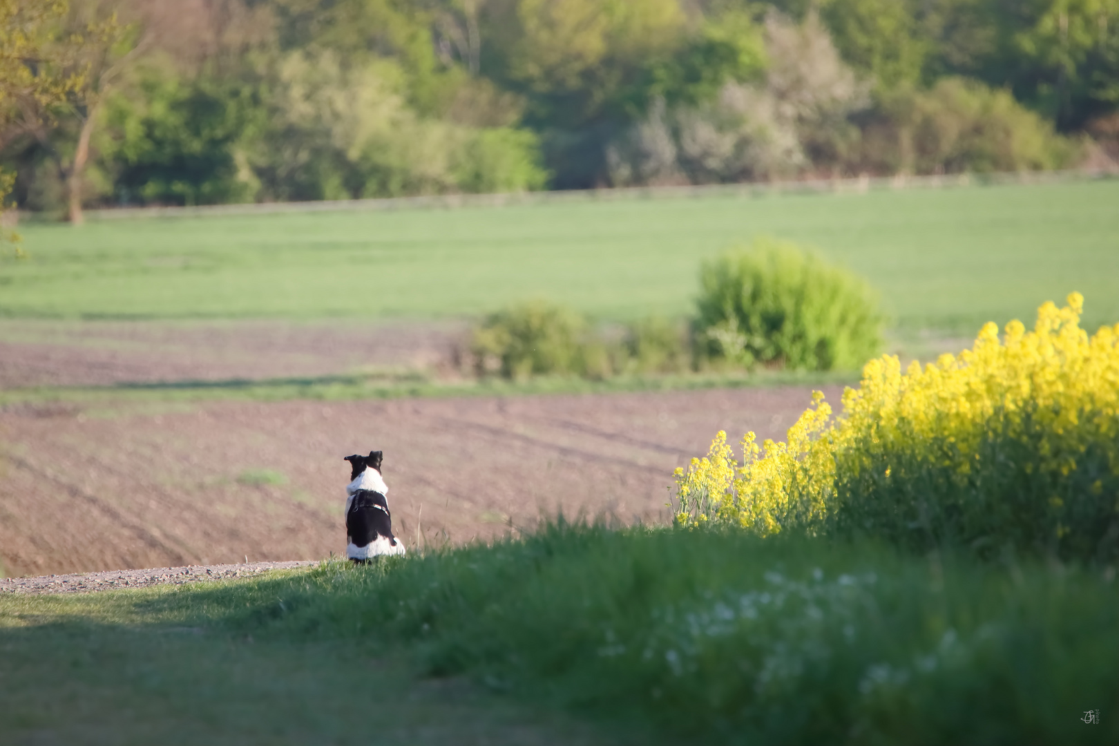 Hund auf "Feldherrenhügel"