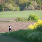 Hund auf "Feldherrenhügel"