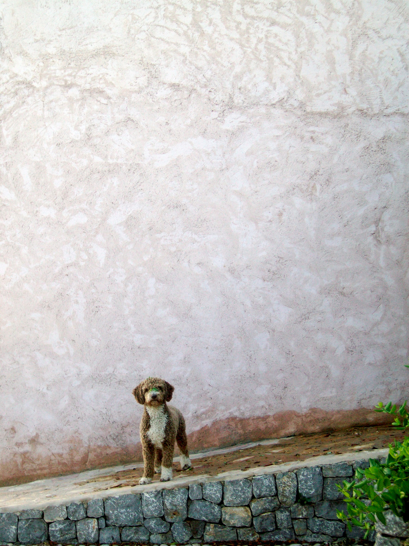 Hund auf Ibiza