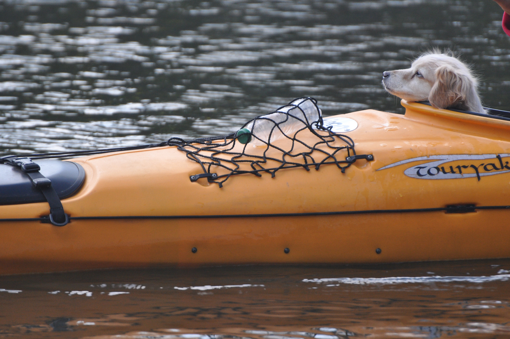 Hund auf Kanufahrt