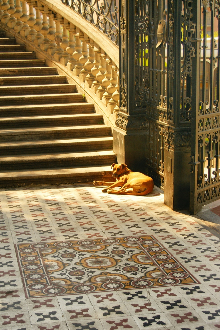 Hund auf kolonialen Spuren