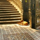 Hund auf kolonialen Spuren