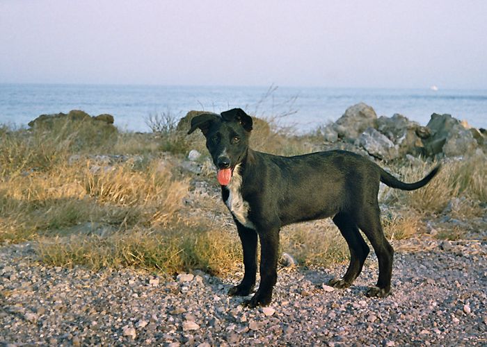 Hund auf Kreta