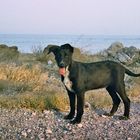 Hund auf Kreta