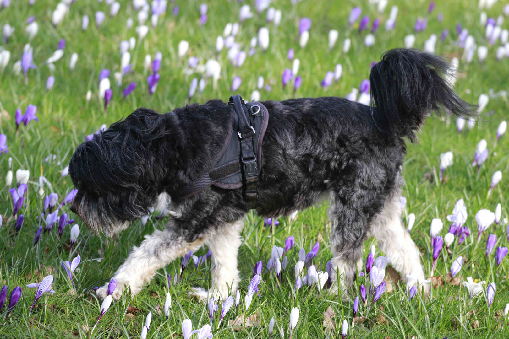 Hund auf Krokuswiese