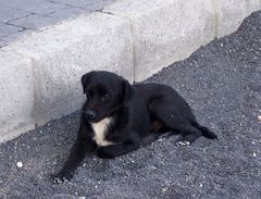 Hund auf Lanzarote - La Geria