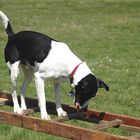 Hund auf Leiter: Alex von der Seite....