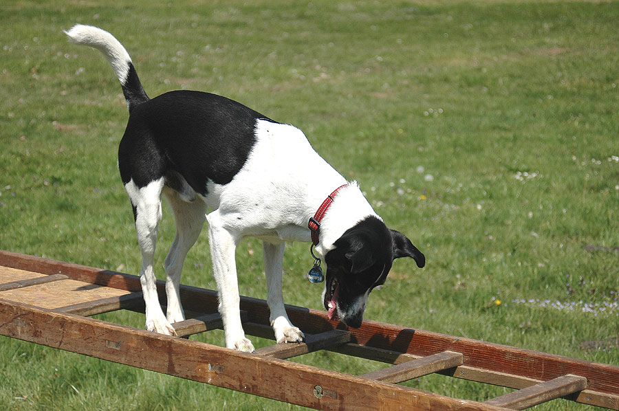 Hund auf Leiter: Alex von der Seite....