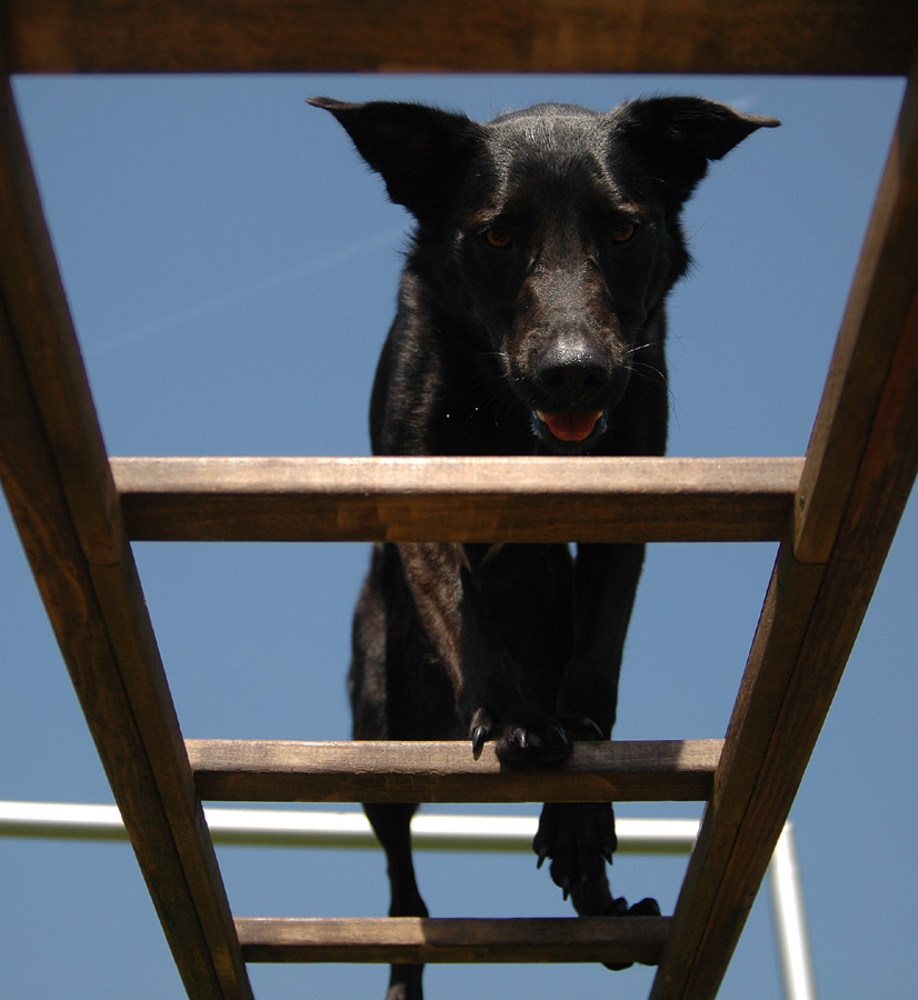 Hund auf Leiter: Balou