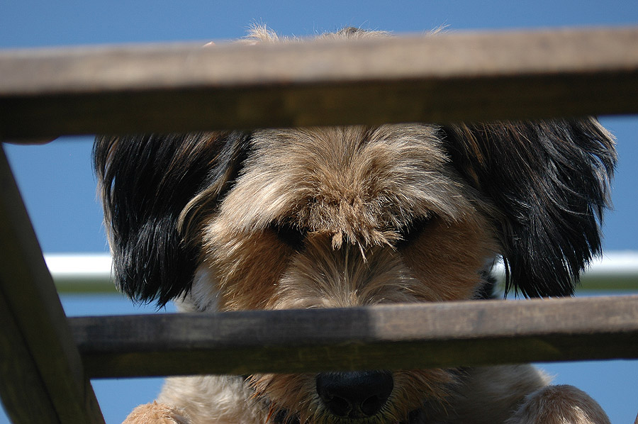 Hund auf Leiter: Mogli