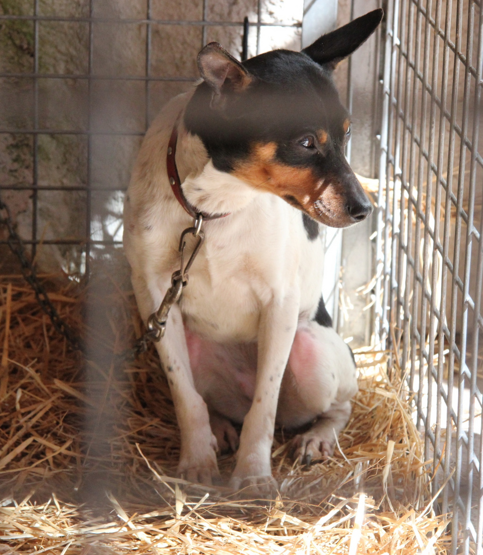 Hund auf mallorkinischem Markt