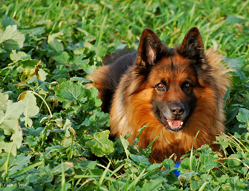 Hund auf Salat