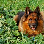 Hund auf Salat