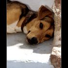 Hund auf Santorini