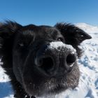 Hund auf Skitour