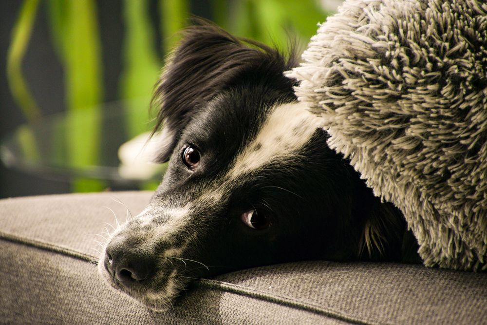 Hund auf Sofa Foto & Bild tiere, haustiere, hunde Bilder auf