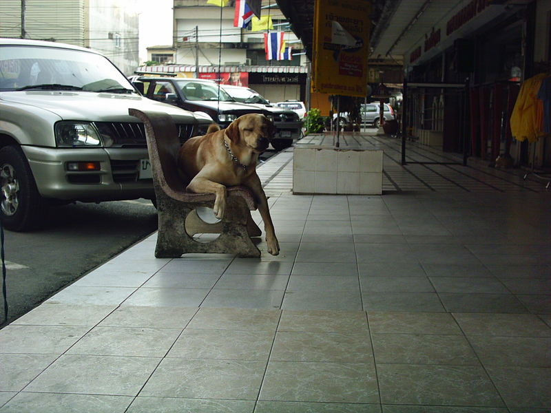 Hund auf Stuhl