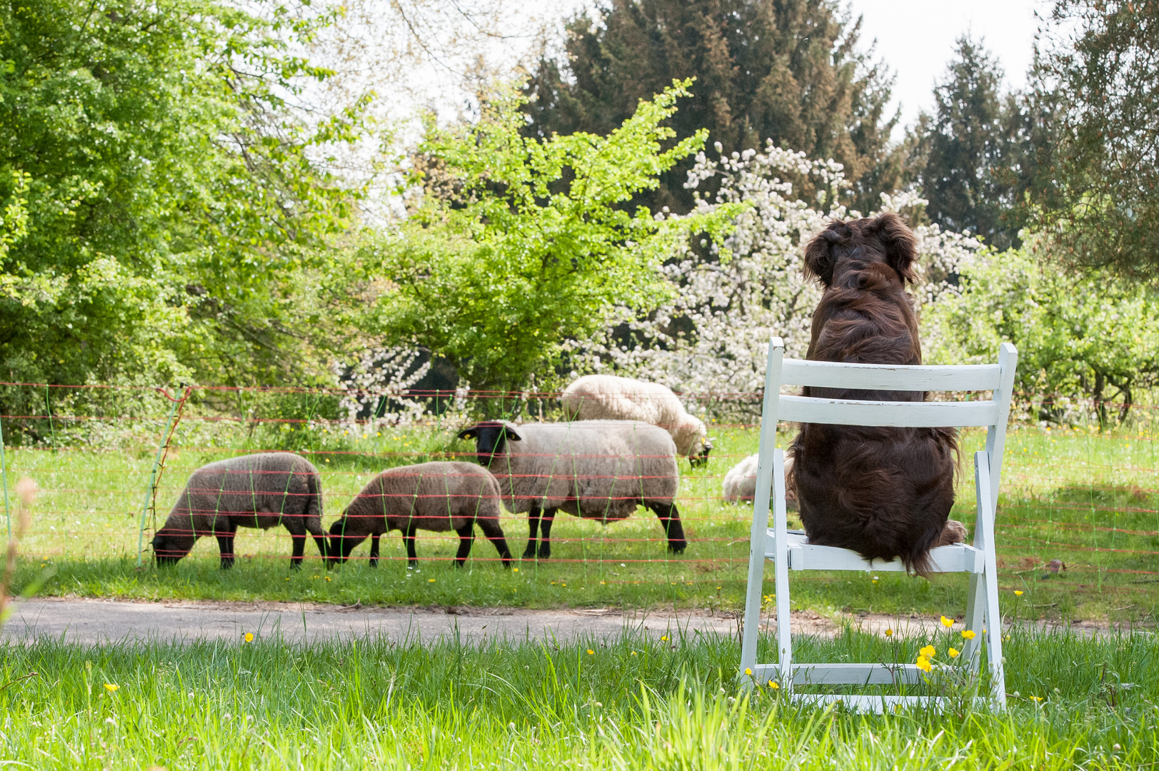 Hund auf Stuhl.......bei den Schafen