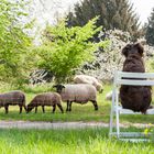 Hund auf Stuhl.......bei den Schafen