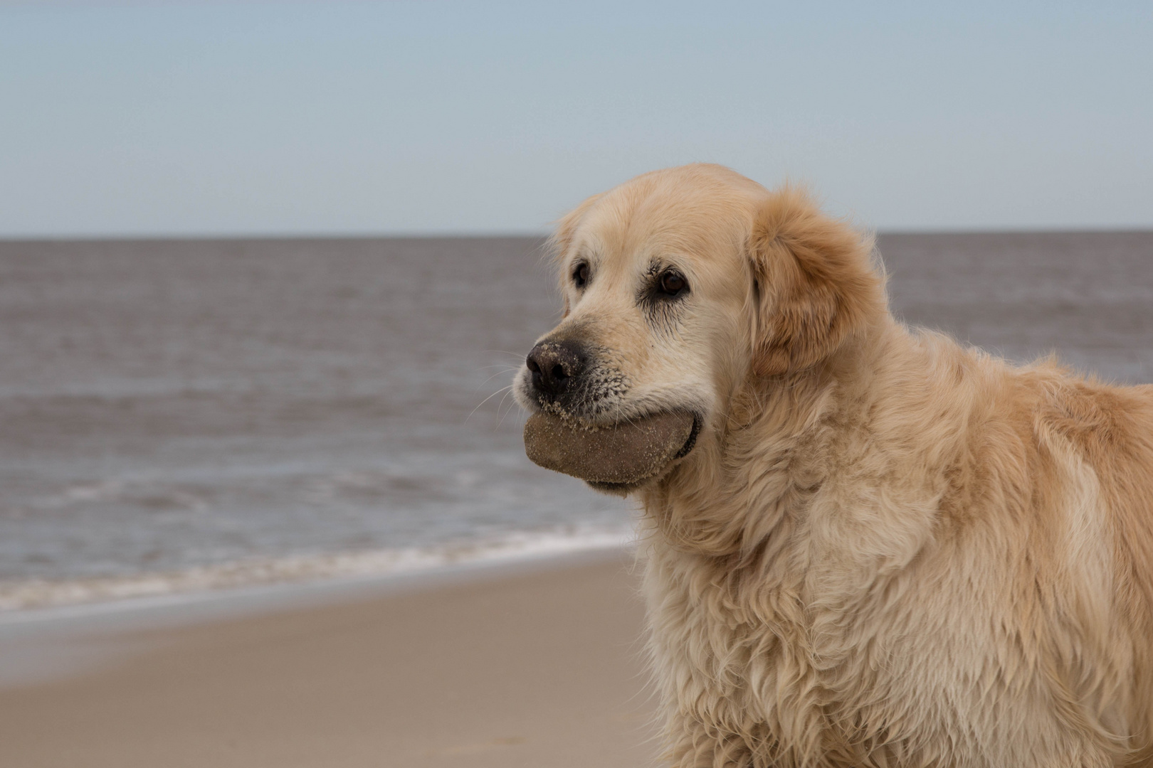 Hund auf Sylt