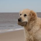 Hund auf Sylt