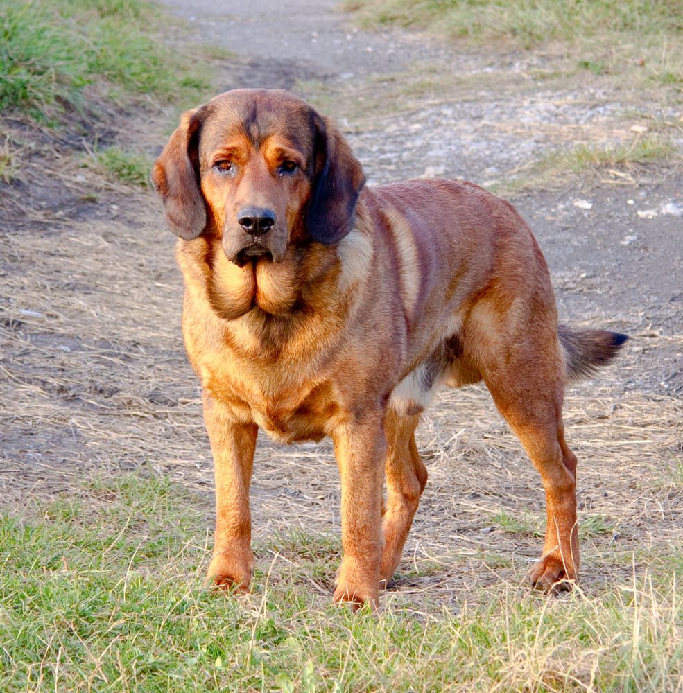 Hund auf Wiese 2