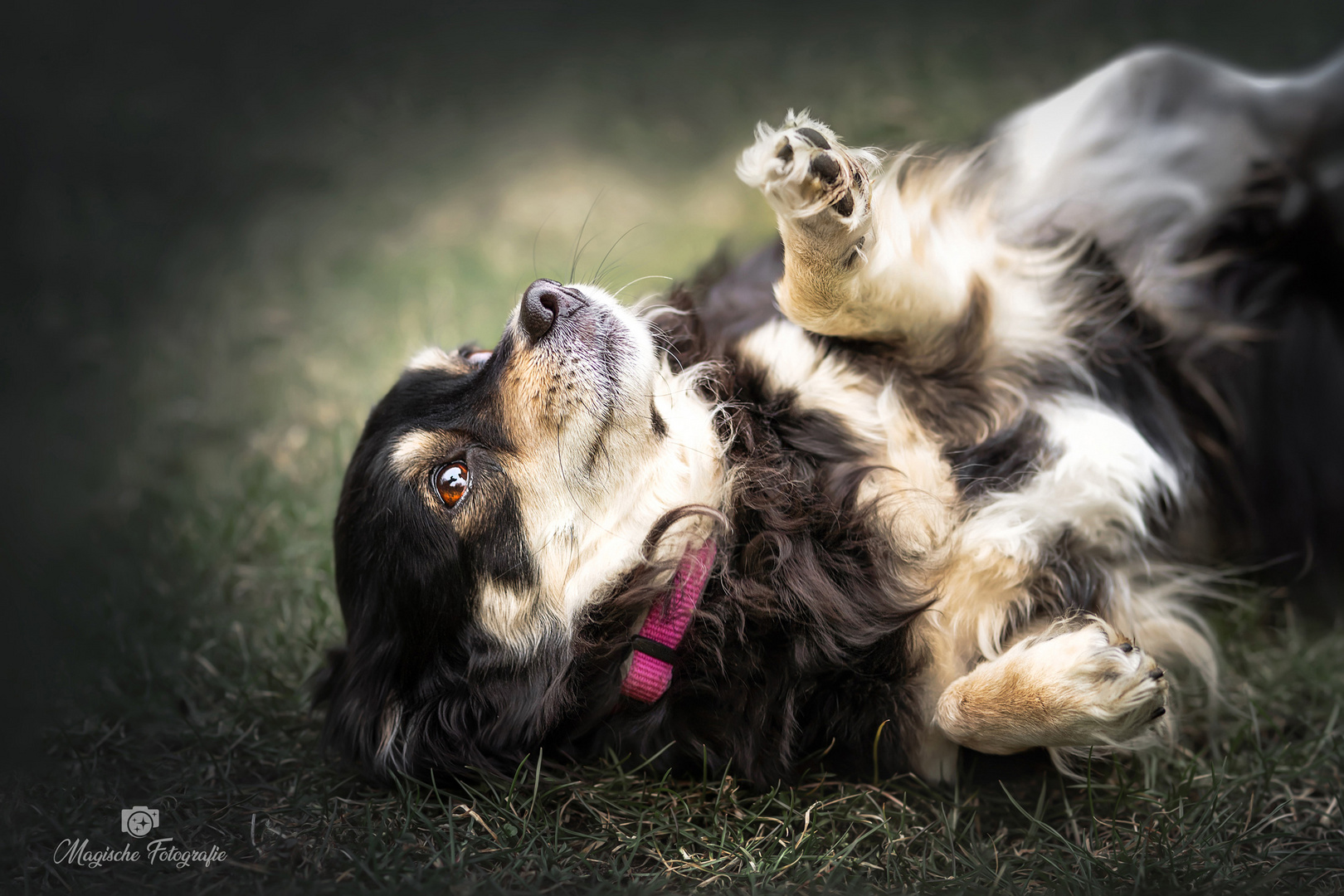 Hund auf Wiese