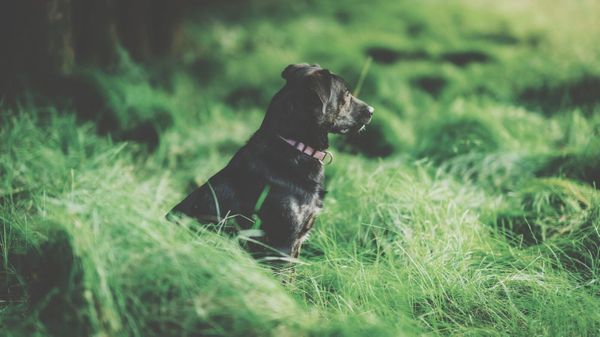 Hund auf Witterung im hohen Gras