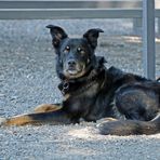 Hund -aufmerksam-