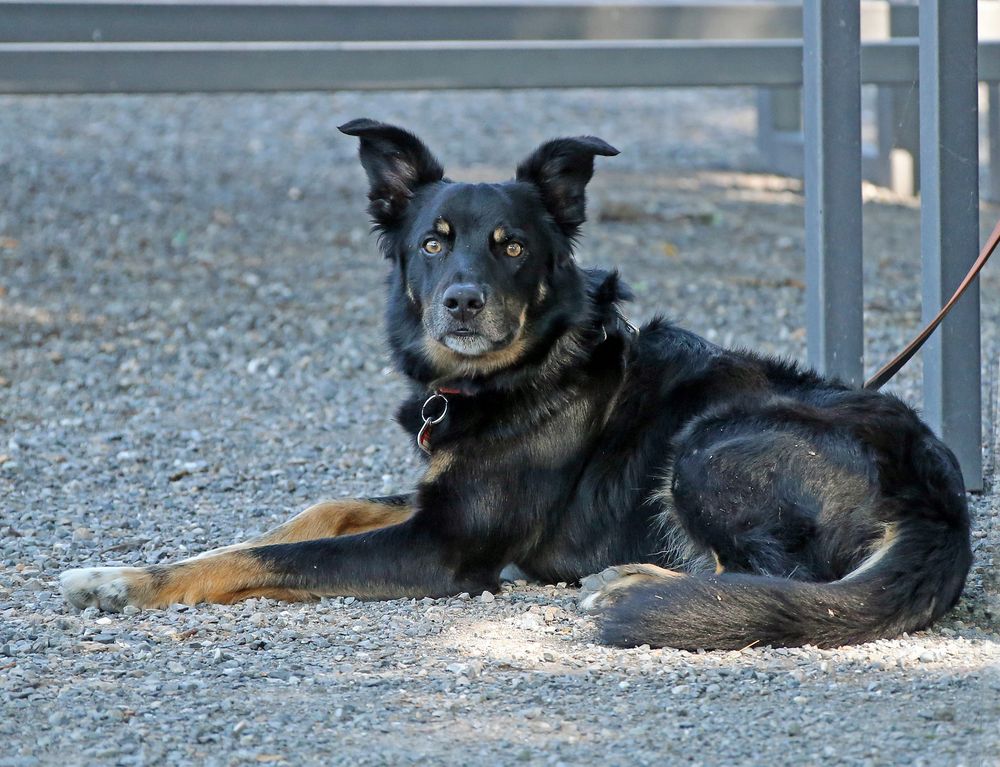 hund erbricht braun