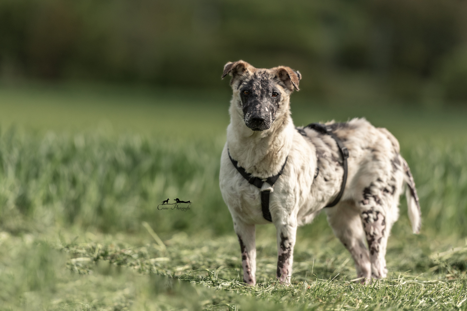 Hund aus dem Tierschutz 