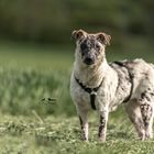 Hund aus dem Tierschutz 