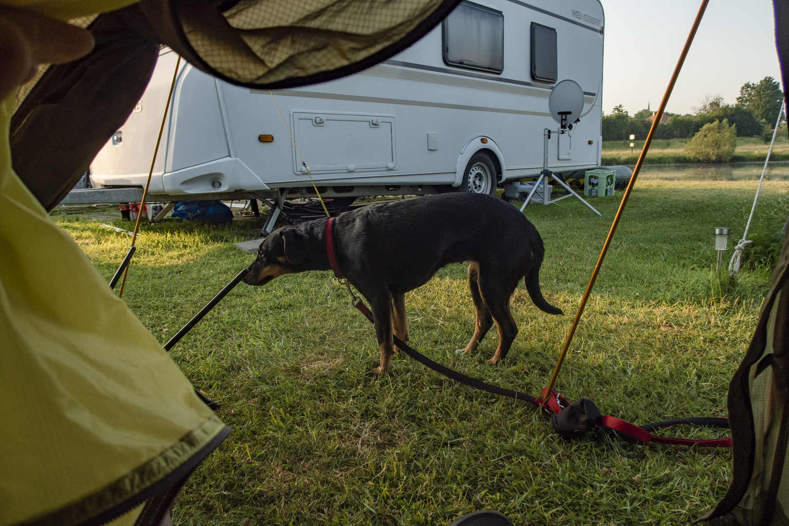 Hund aus Zelt heraus professionell abgelichtet.