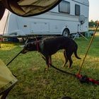 Hund aus Zelt heraus professionell abgelichtet.