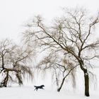 Hund, Baum, Alster