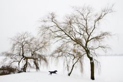 Hund, Baum, Alster