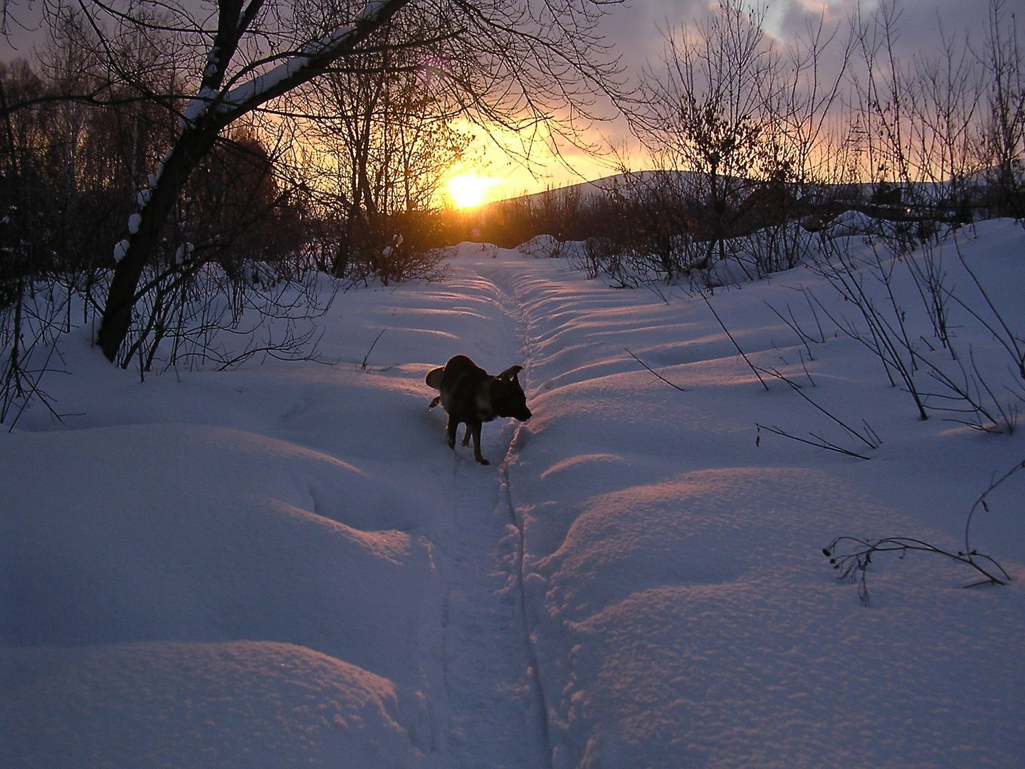 Hund bei der Abendtoilette