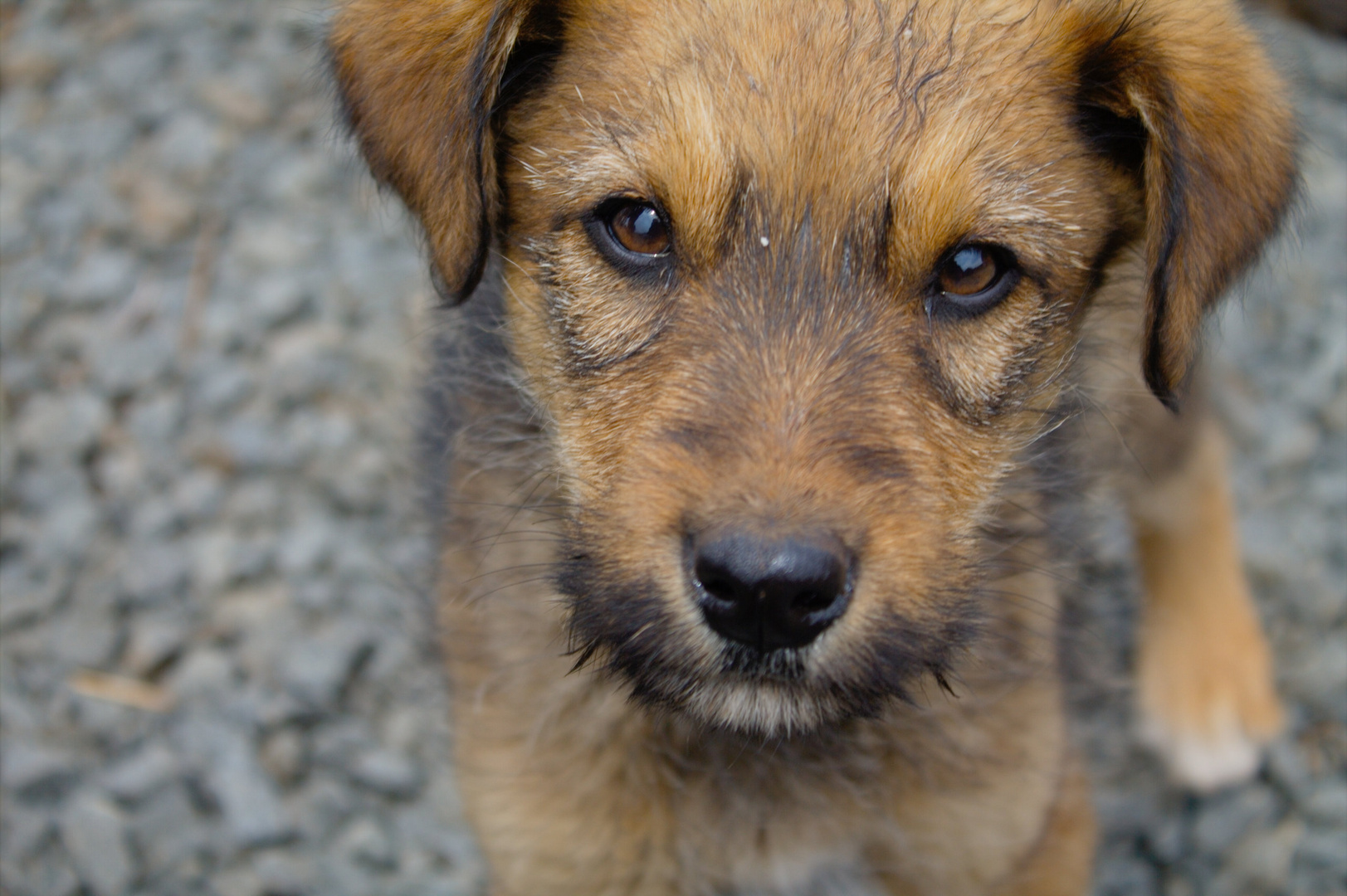 Hund bei einer Familie in Lesotho