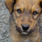 Hund bei einer Familie in Lesotho