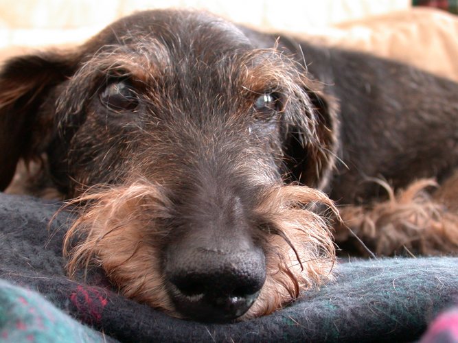 Hund bei einer Verschnaufpause