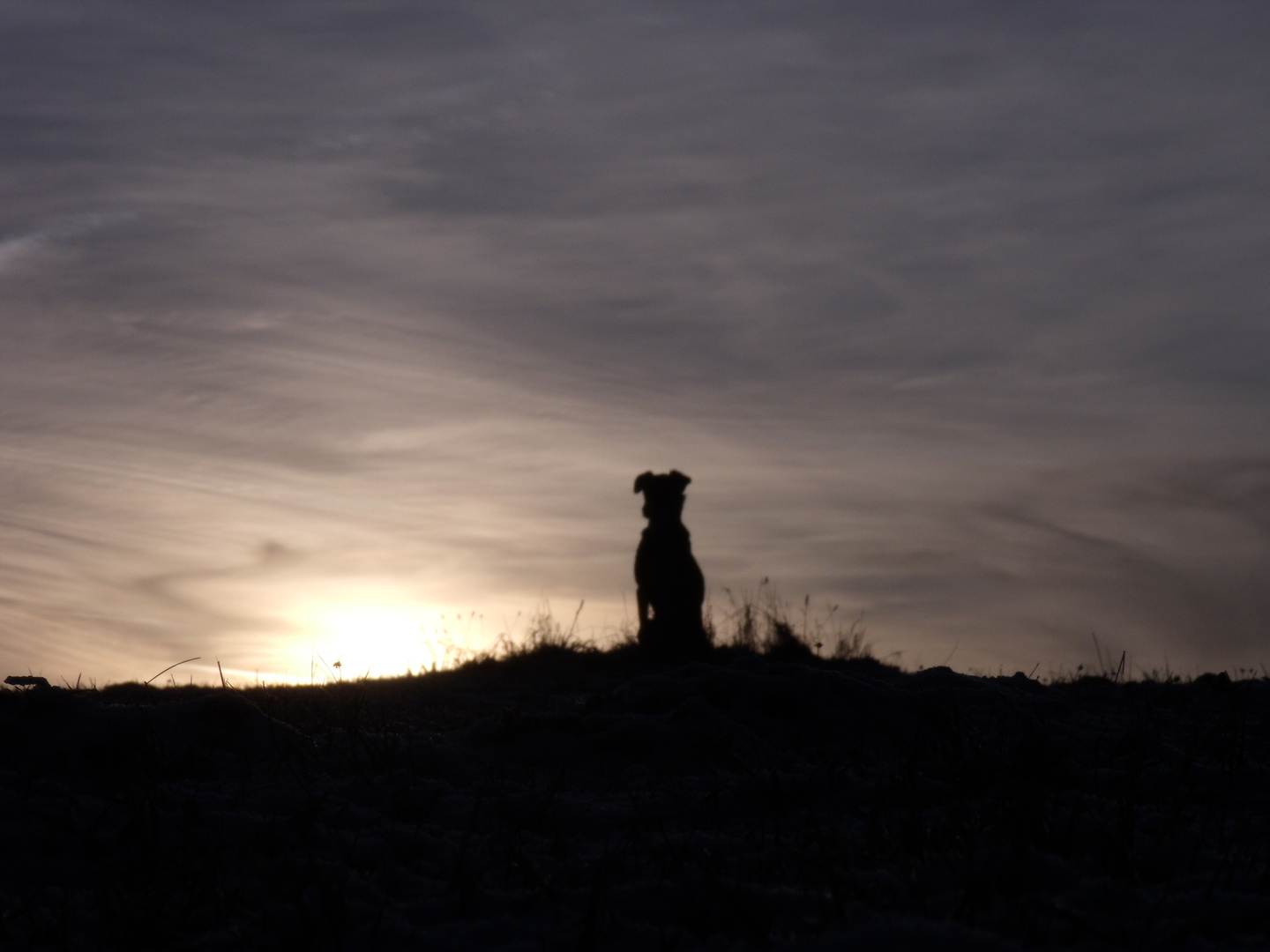 Hund bei nahender Sonne