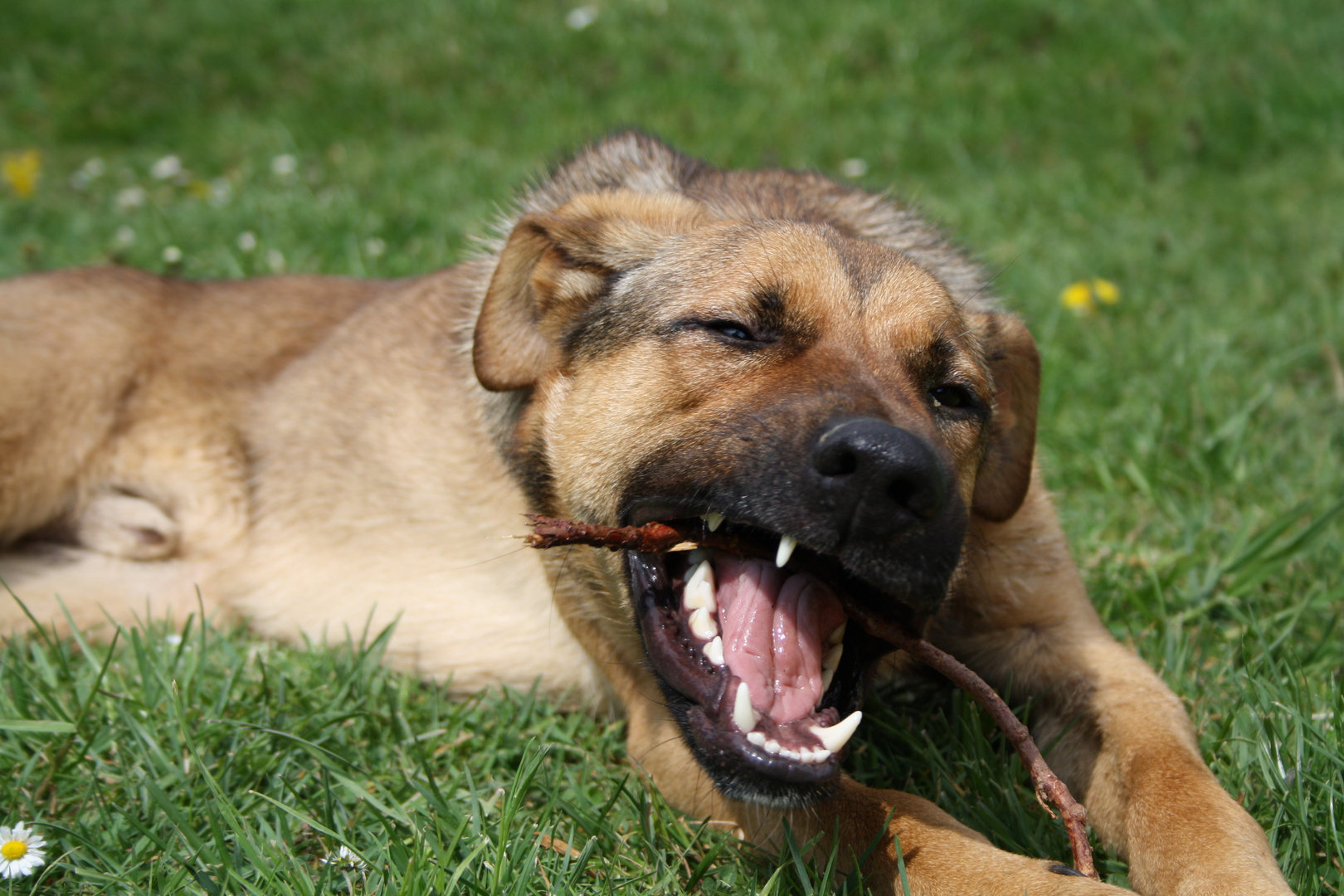 hund bei schwerer arbeit