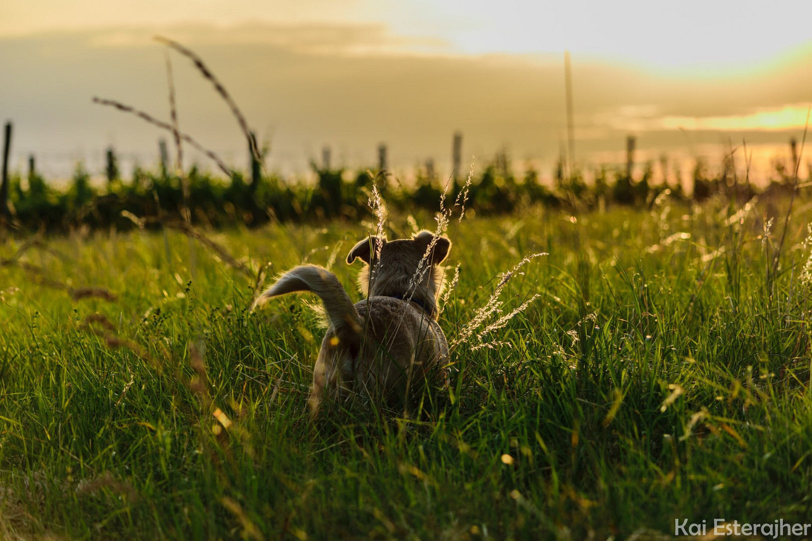 Hund bei Sonnenuntergang