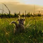 Hund bei Sonnenuntergang