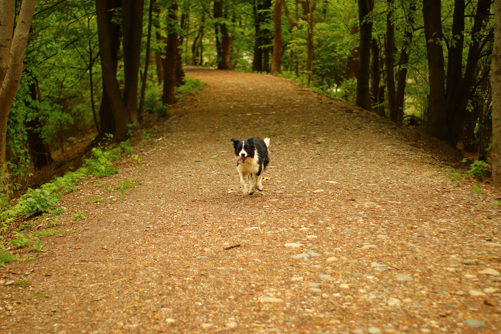 Hund bei Spaziergang