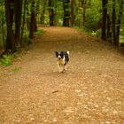 Hund bei Spaziergang