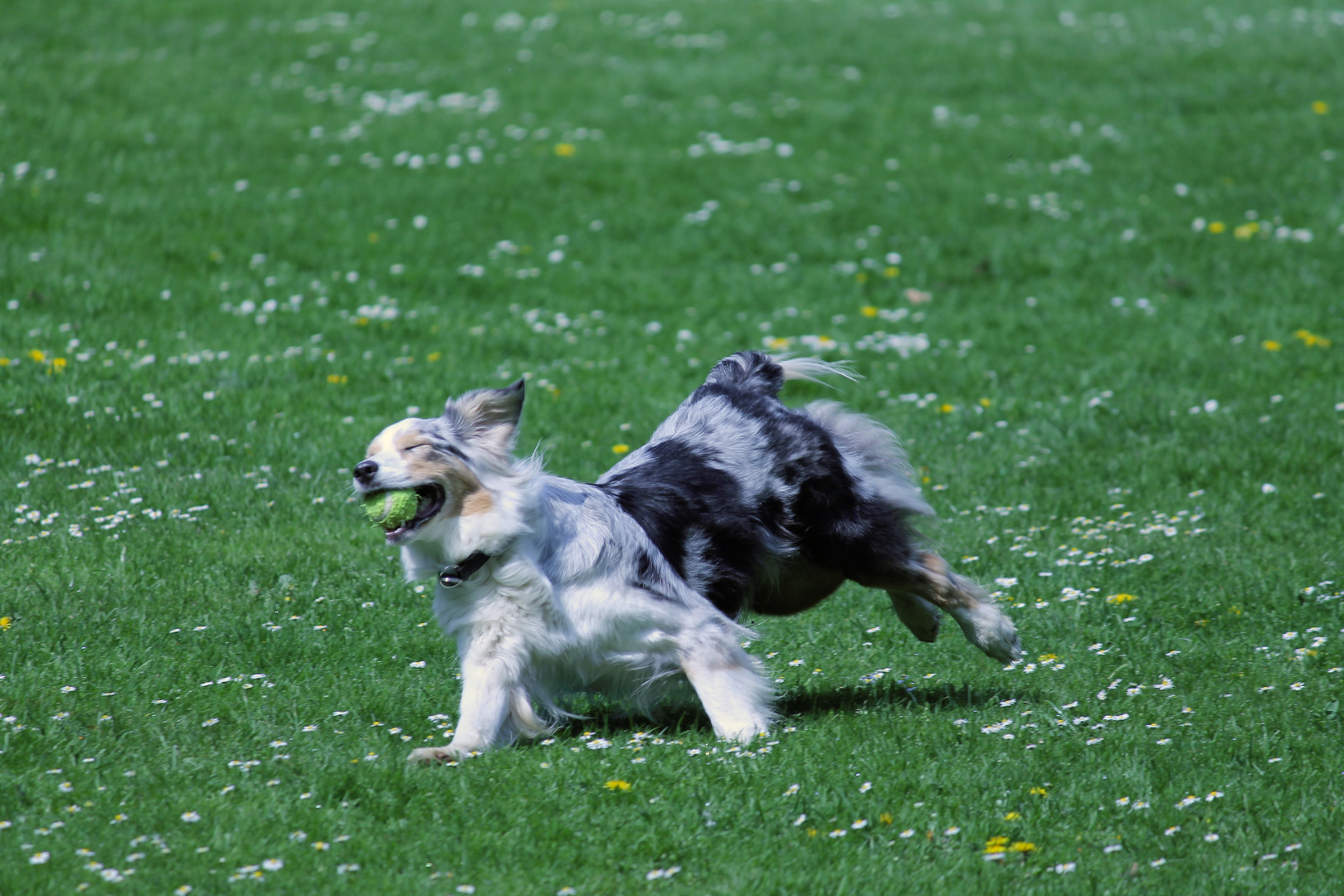 Hund bei spielen