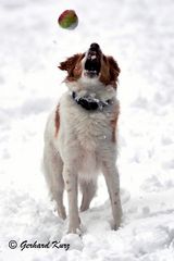 Hund beim Apfel fangen